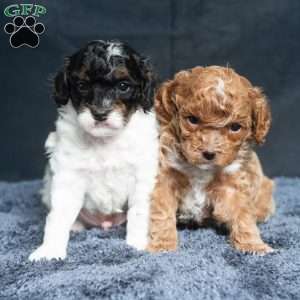 Lester, Cavapoo Puppy